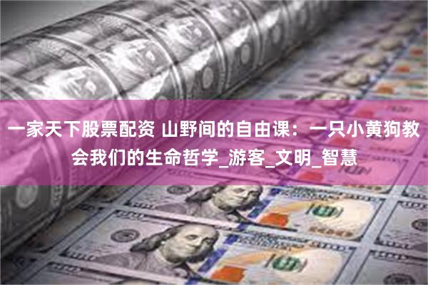 一家天下股票配资 山野间的自由课：一只小黄狗教会我们的生命哲学_游客_文明_智慧