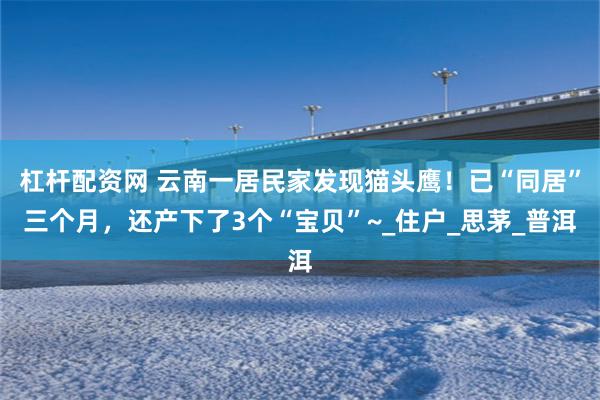 杠杆配资网 云南一居民家发现猫头鹰！已“同居”三个月，还产下了3个“宝贝”~_住户_思茅_普洱